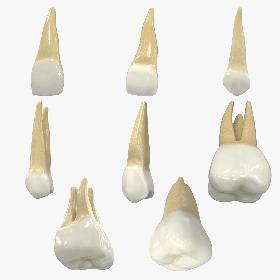 Realistic Human Upper Permanent Teeth Collection 3D model